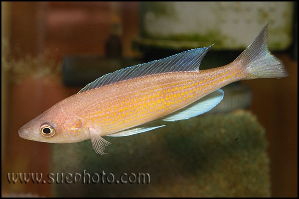 Cyprichromis pavo 'Kantalamba'